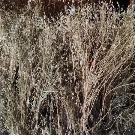 Vacanze La Pinnata Vakantiehuis Tropea