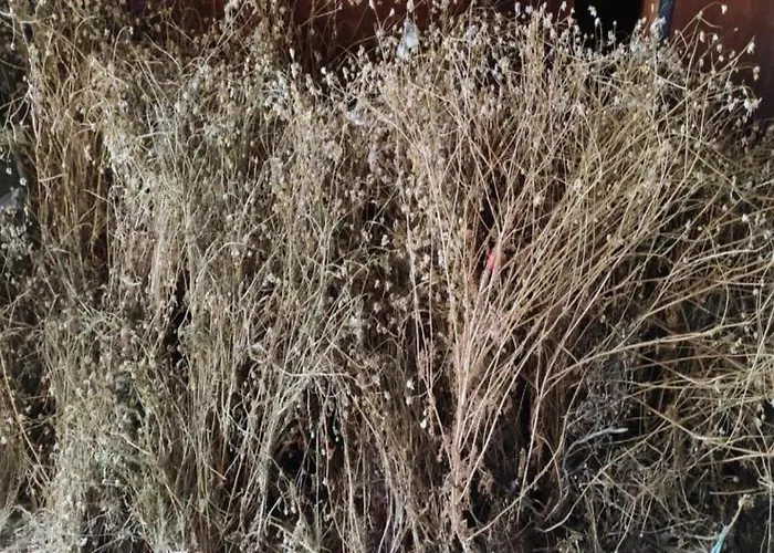 Vacanze La Pinnata Semesterbostad Tropea