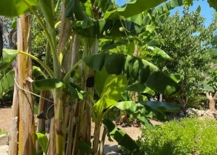 Vacanze La Pinnata * Tropea